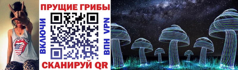 Купить Городище Псилоцибиновые грибы Psilocybe